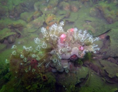 İzmir Körfezi'nde oksijen seviyesiyle birlikte deniz altı yaşam da canlandı