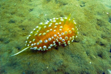 İzmir Körfezi'nde oksijen seviyesiyle birlikte deniz altı yaşam da canlandı