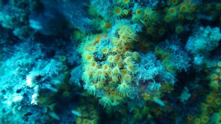 İzmir Körfezi'nde oksijen seviyesiyle birlikte deniz altı yaşam da canlandı