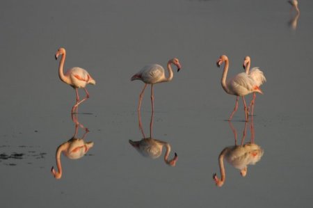 İzmir Kuş Cenneti Daha Da Büyüyecek