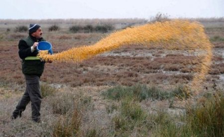 İzmir Kuş Cenneti'ne 1,5 Ton Yem Atıldı