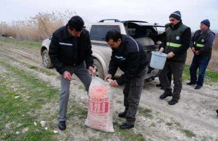 İzmir Kuş Cenneti'ne 1,5 Ton Yem Atıldı