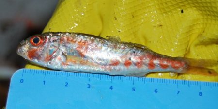 İzmir'de 1 Eylül'den beri 3,5 tona yakın kaçak avlanan balık yakalandı