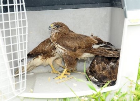 İzmir'de 5 şahin doğaya salındı