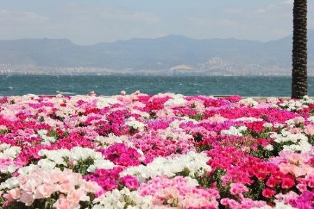 İzmir'de 600 bin adet godetya dikildi