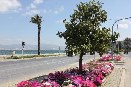 İzmir'de 600 bin adet godetya dikildi