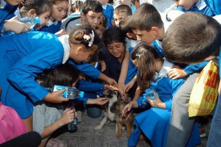 İzmir'de İki Yılda Bir 265 Sokak Köpeği Yuvaya Kavuştu