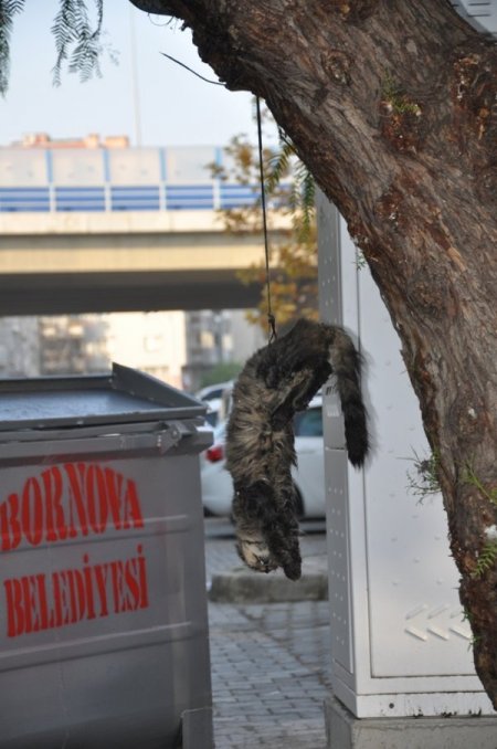 İzmir'de kediyi ağaca astılar