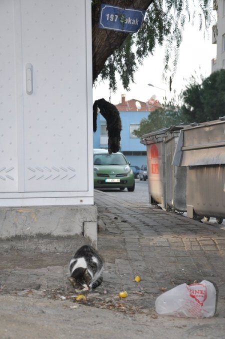 İzmir'de kediyi ağaca astılar