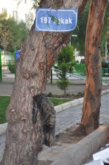 İzmir'de kediyi ağaca astılar