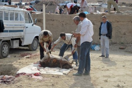 İzmir'de vatandaşlar 40 merkezde kurbanlarını kesiyor