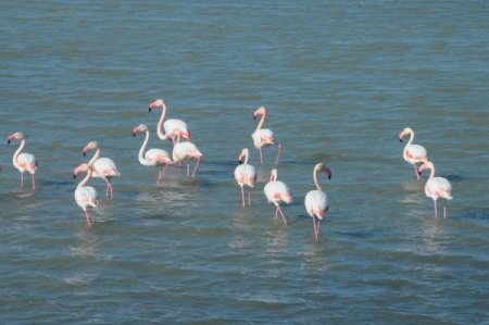 İzmir'deki Homa Dalyanı Kurtarıldı
