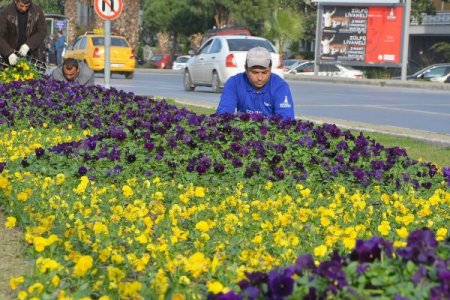 İzmir'e bu yıl 4 milyon adet çiçek dikilecek