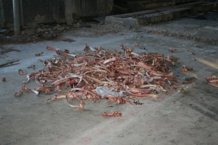 İzmir'in merkezinde tonlarca hayvan leşi ortalığa atıldı