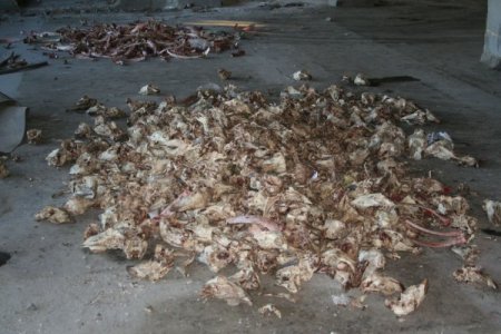 İzmir'in merkezinde tonlarca hayvan leşi ortalığa atıldı