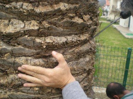 İzmir’in palmiyelerine enjeksiyonlu koruma