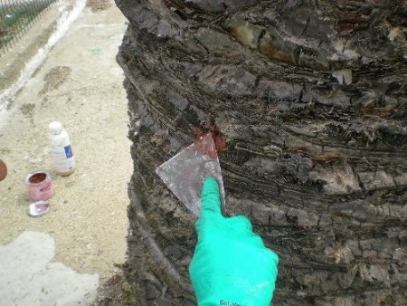 İzmir’in palmiyelerine enjeksiyonlu koruma