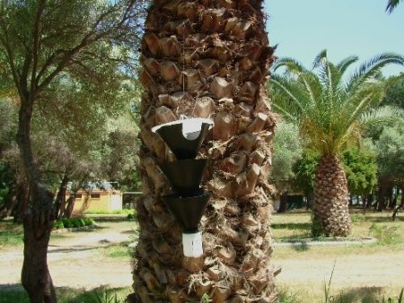 İzmir’in palmiyelerine enjeksiyonlu koruma