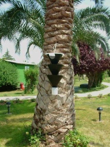 İzmir’in palmiyelerine enjeksiyonlu koruma