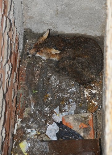 İzmirliler, Dama Çıkan Tilki İçin Seferber Oldu