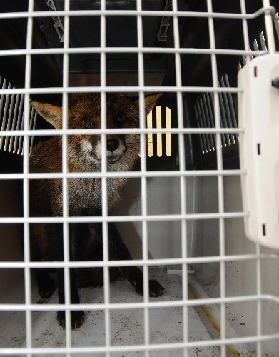 İzmirliler, Dama Çıkan Tilki İçin Seferber Oldu