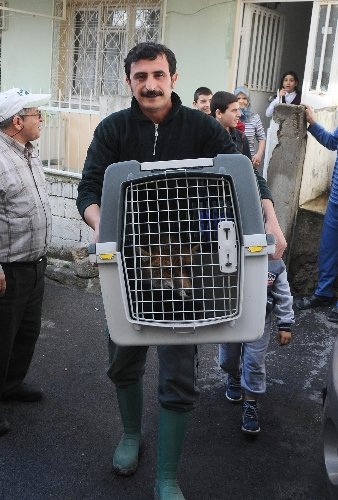 İzmirliler, Dama Çıkan Tilki İçin Seferber Oldu
