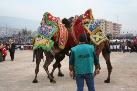 İzmirliler, Deve Güreşine Doydu