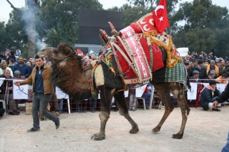 İzmirliler, Deve Güreşine Doydu