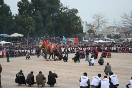 İzmirliler, Deve Güreşine Doydu