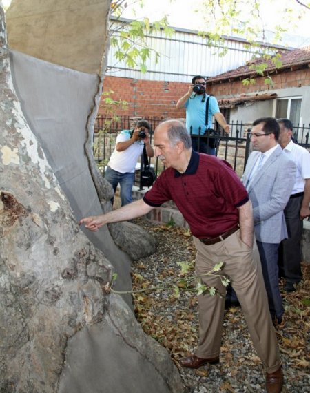 İznik'te bin 200 yaşındaki çınar Vali Harput’u kendine hayran bıraktı