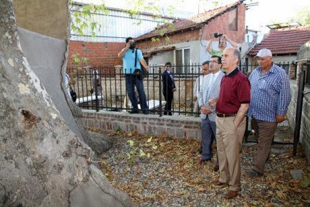 İznik'te bin 200 yaşındaki çınar Vali Harput’u kendine hayran bıraktı