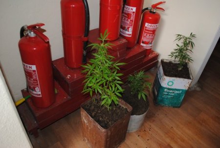 Jandarma, Manavgat'ta 33 Bağ Hint Keneviri Ele Geçirdi