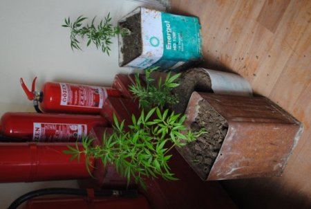 Jandarma, Manavgat'ta 33 Bağ Hint Keneviri Ele Geçirdi