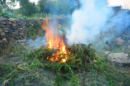 Jandarma 15 bin 197 kök kenevir, 2 bin 990 paket kaçak sigara ele geçirdi