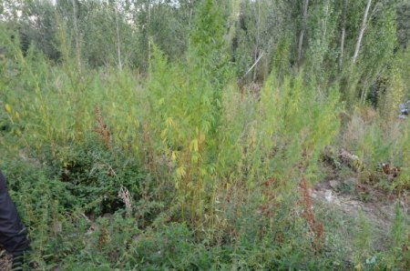 Jandarma 15 bin 197 kök kenevir, 2 bin 990 paket kaçak sigara ele geçirdi