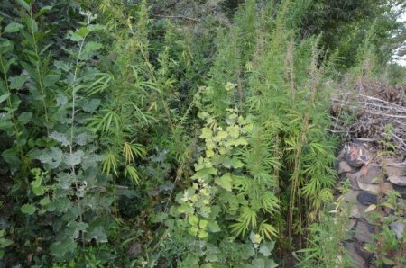 Jandarma 15 bin 197 kök kenevir, 2 bin 990 paket kaçak sigara ele geçirdi