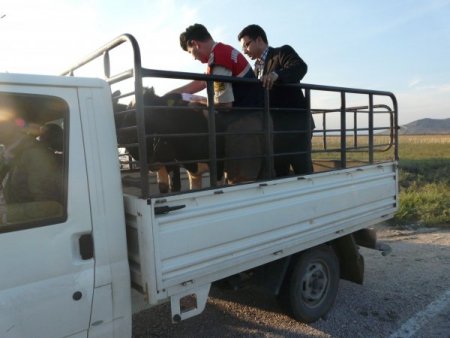 Jandarma hayvan hırsızlığına karşı tedbirlerini arttırdı