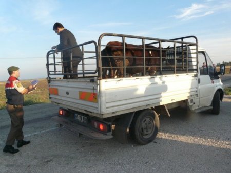 Jandarma hayvan hırsızlığına karşı tedbirlerini arttırdı