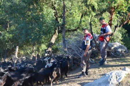 Jandarma kaybolan 371 hayvanı sahiplerine teslim etti