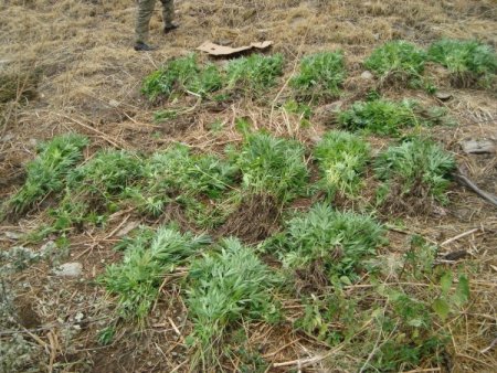 Jandarmadan Hint Keneviri Operasyonu