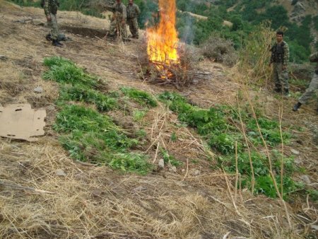 Jandarmadan Hint Keneviri Operasyonu