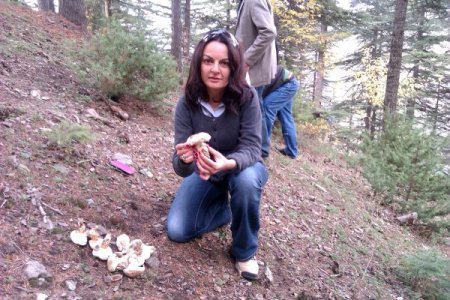 Japonların kutsal mantarı, Toroslardan gidecek