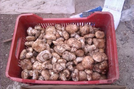 Japonların kutsal mantarı, Toroslardan gidecek