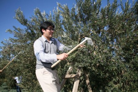 Japonya, Çin Ve İran, Türk Zeytin Ve Zeytinyağı Yiyecek