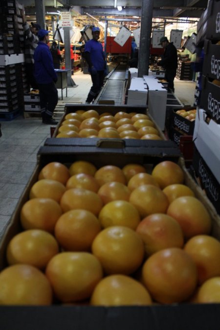 Japonya’ya 40 yıl sonra ilk greyfurt ihracatını Adanalı firma yaptı