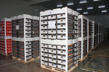 Japonya’ya 40 yıl sonra ilk greyfurt ihracatını Adanalı firma yaptı