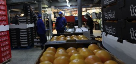 Japonya’ya 40 yıl sonra ilk greyfurt ihracatını Adanalı firma yaptı