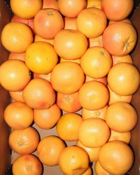 Japonya’ya 40 yıl sonra ilk greyfurt ihracatını Adanalı firma yaptı