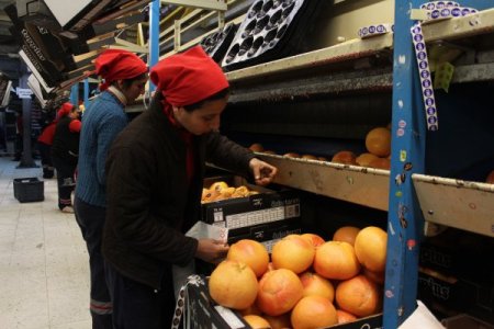 Japonya’ya 40 yıl sonra ilk greyfurt ihracatını Adanalı firma yaptı