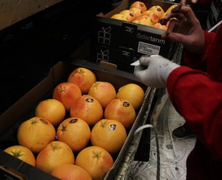 Japonya’ya 40 yıl sonra ilk greyfurt ihracatını Adanalı firma yaptı